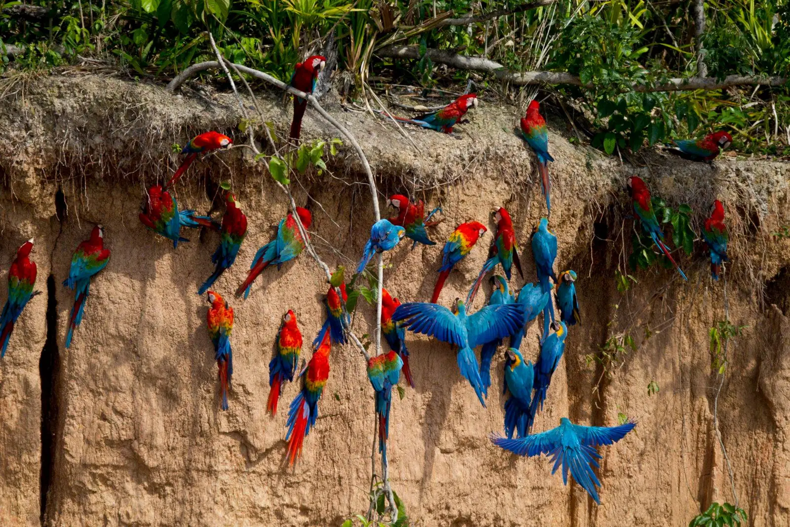 Macaws in the Peruvian Amazon