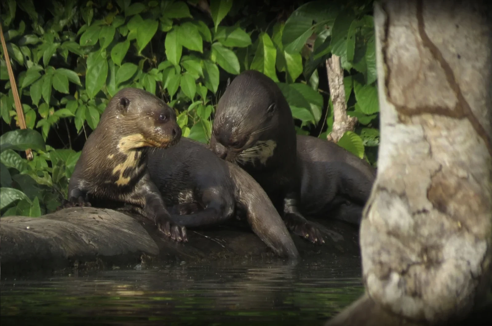 Wildlife from the Sandoval Lake region